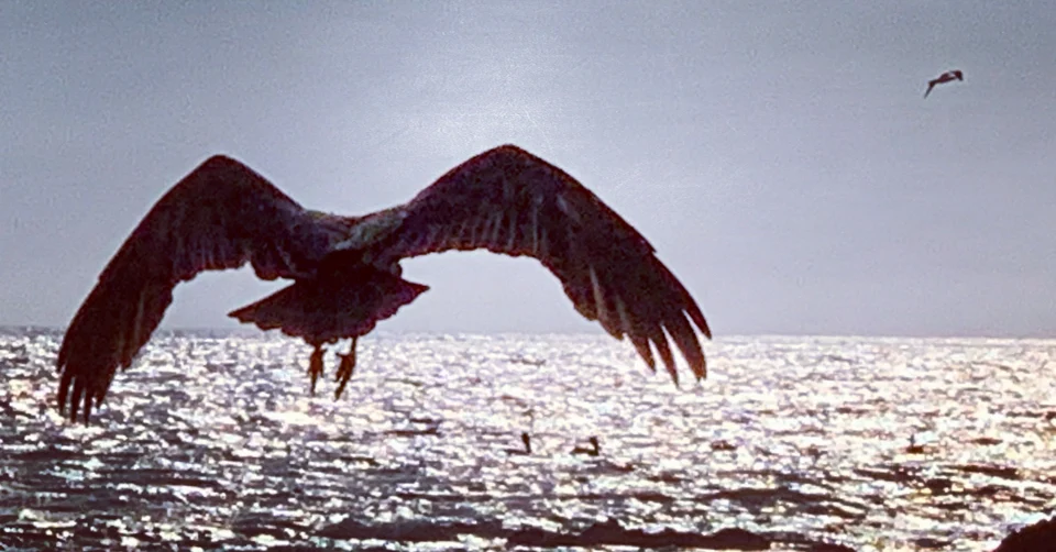 Un ave marina en vuelo sobre el océano iluminado por el sol.