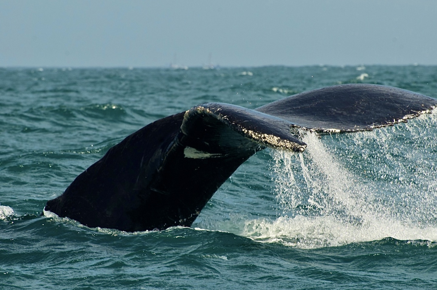 La cola de una ballena emerge del océano.